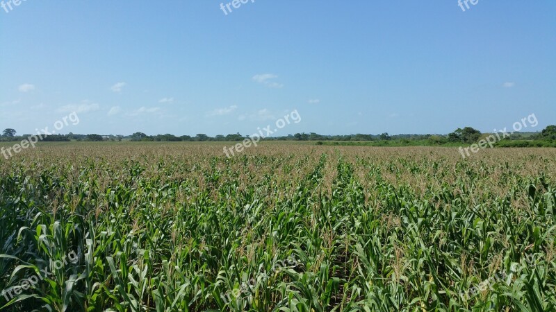 Corn Field Crops Farming Tree Line Blue Sky