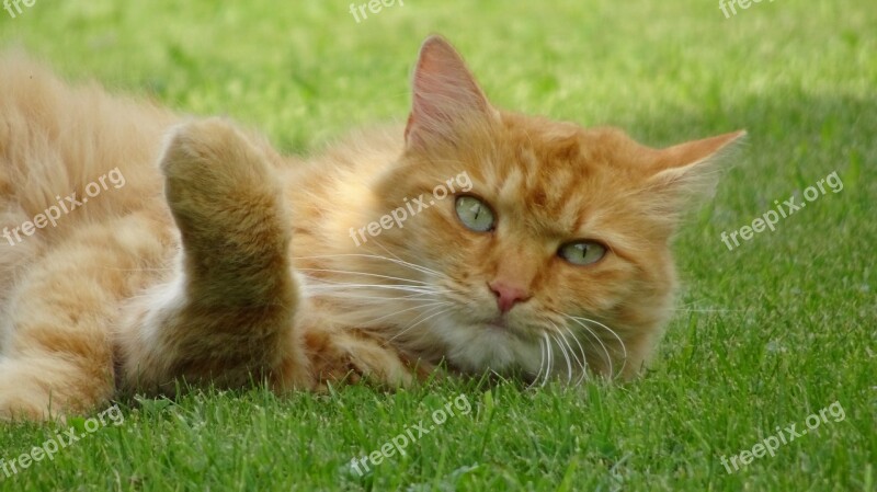 Cat Redhead Pet Domestic Cat Cat Face