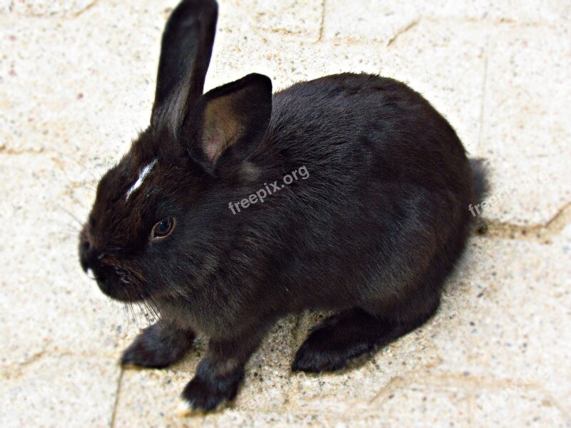 Bunny Rabbit Animal Fur Lovely Small