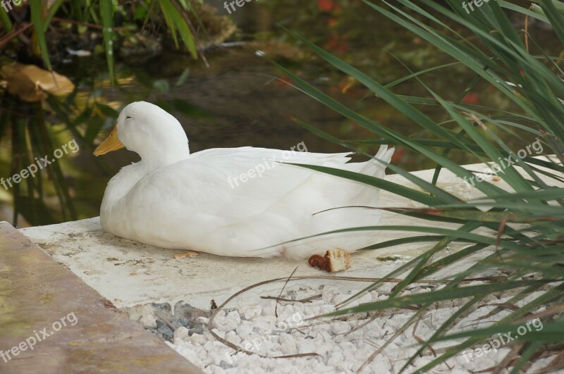 Swan Punta Cana Tropical Duck Free Photos