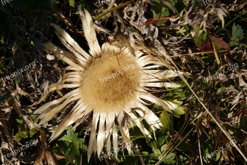 Silver Thistle Plantae Asteraceae Flower Free Photos