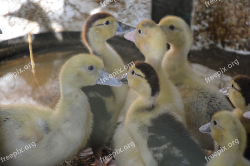 Ducks Ducklings Baby Duck Free Photos