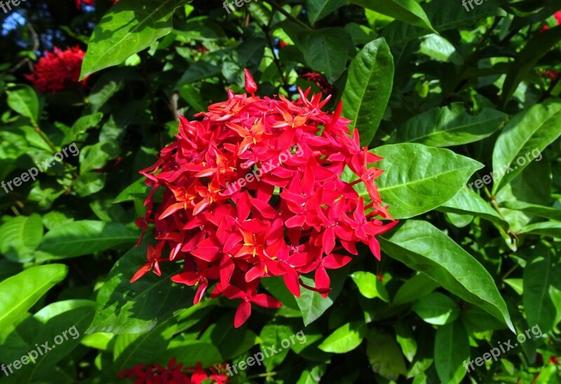 Ixora Jungle Geranium Rugmini Vedchi Rangan