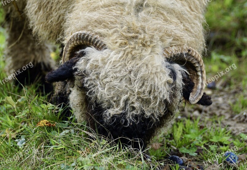 Black Nosed Sheep Sheep Valais Black Nose Sheep Livestock Black