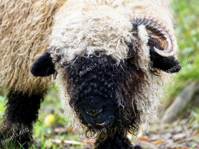 Black Nosed Sheep Sheep Valais Black Nose Sheep Livestock Black