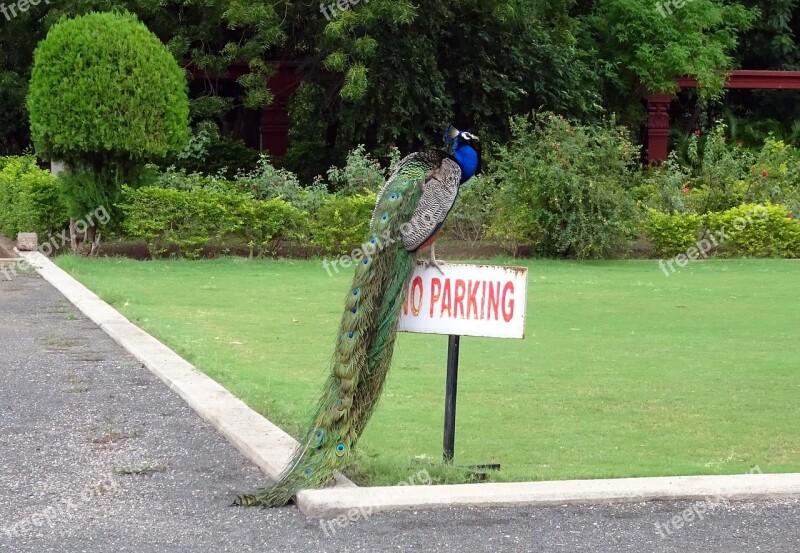 Peacock Bird Plumage Pheasant Peafowl