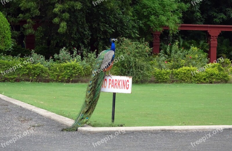 Peacock Bird Plumage Pheasant Peafowl