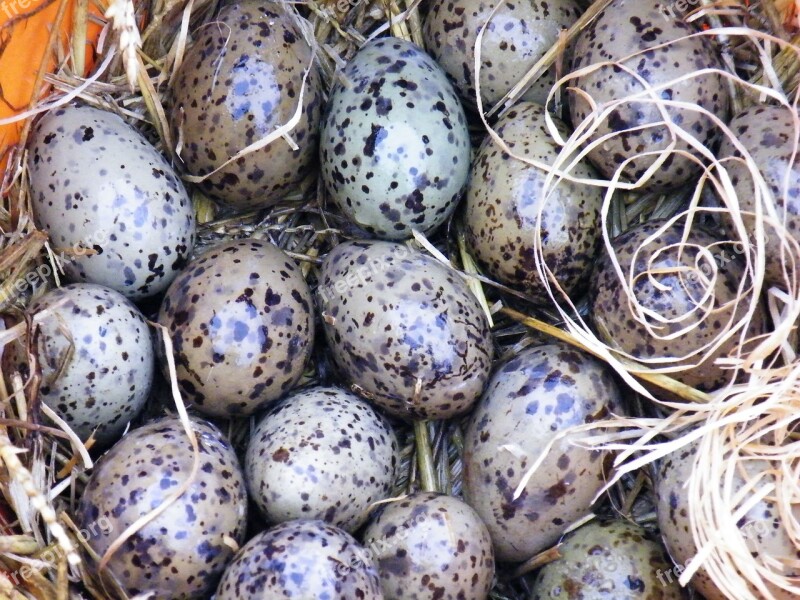 Gulls Eggs Egg Seagull Bird Nature