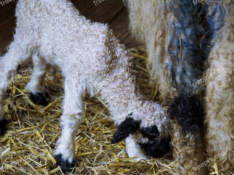 Black Nosed Sheep Sheep Valais Black Nose Sheep Livestock Black