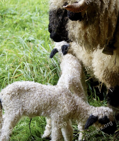 Black Nosed Sheep Sheep Valais Black Nose Sheep Livestock Black