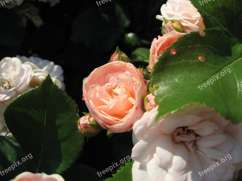 Nature Rose Flower Summer Rose Blooms