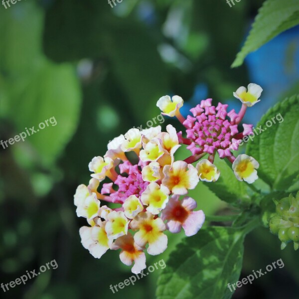 Flower Flowers Plant Plants Colorful