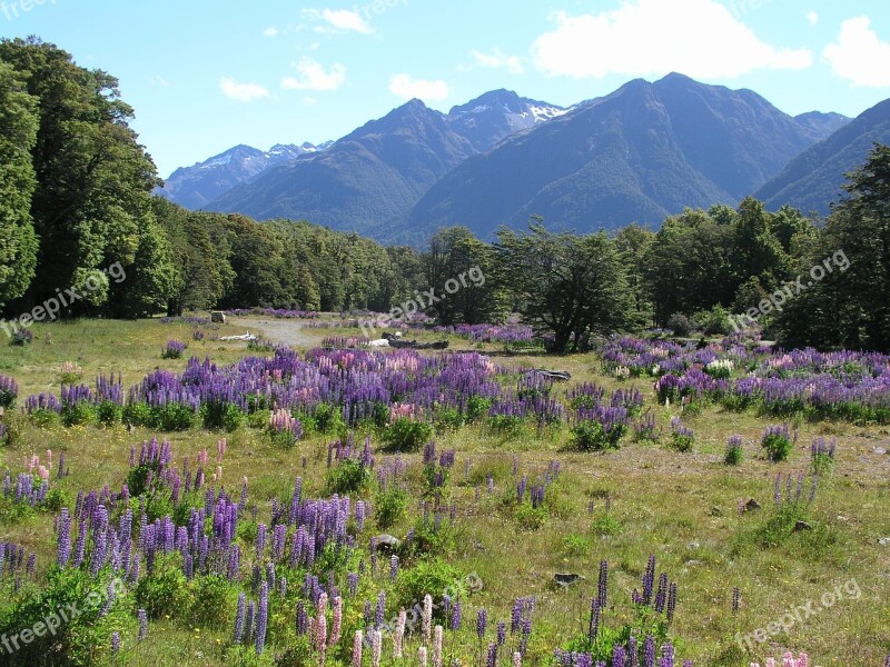 New Zealand New Zealand Arthur's Pass Nature