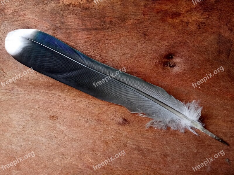 Tree Bark Bird Feather Shimmer Blue Nature