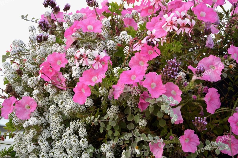 Flowers Pot Jardiniere Pink White