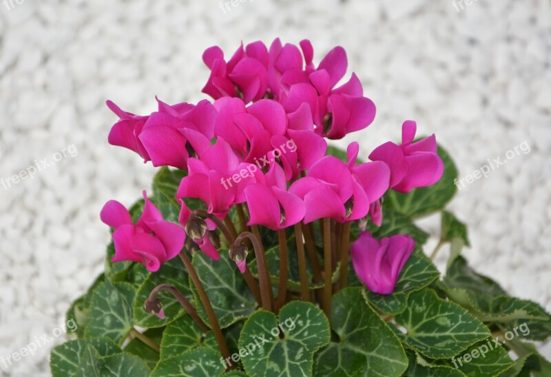 Flower Cyclamen Mini Bright Pink Nature Flowering Plant