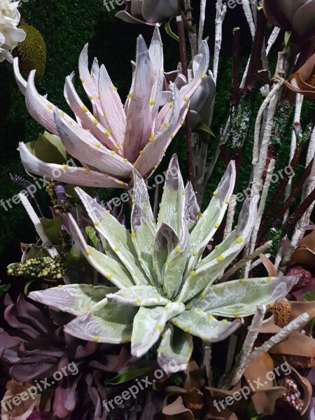 Aloe Vera Plants Green Free Photos