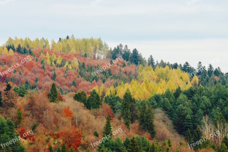 Autumn Forrest Woods Season Landscape