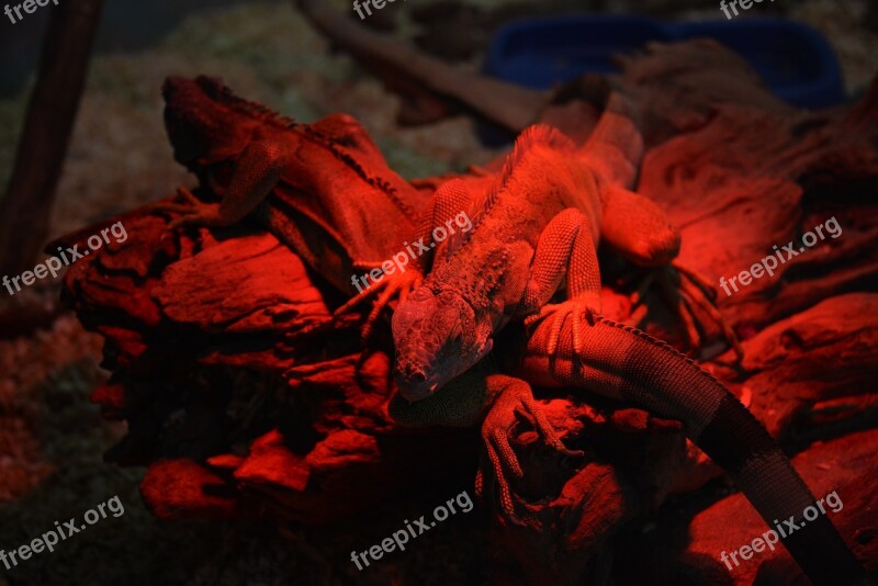 Iguana Red Reptiles Free Photos