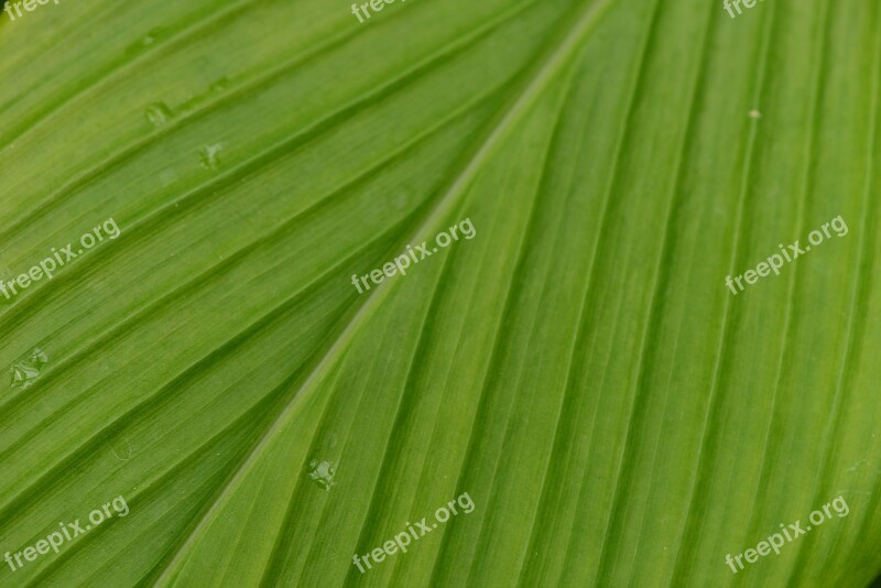 Leaf Zoom Leaf Veins Plants Free Photos