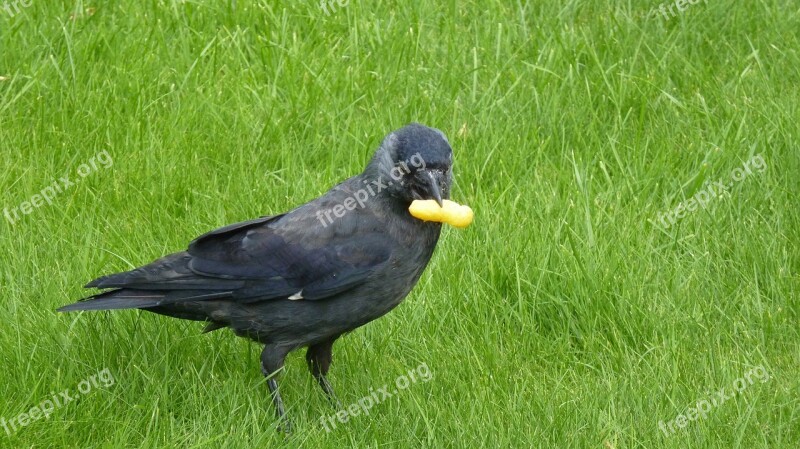 Jackdaw Bird Songbird Raven Bird Animal