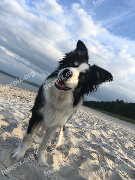 Border Collie Dog Herding Dog Nature Animal Portrait