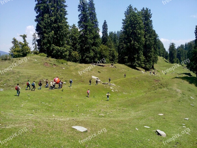 Conifers Forest India Nature Cultural Heritage