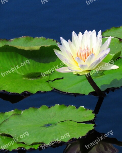 Water Lily Vanilla White Nature Flower