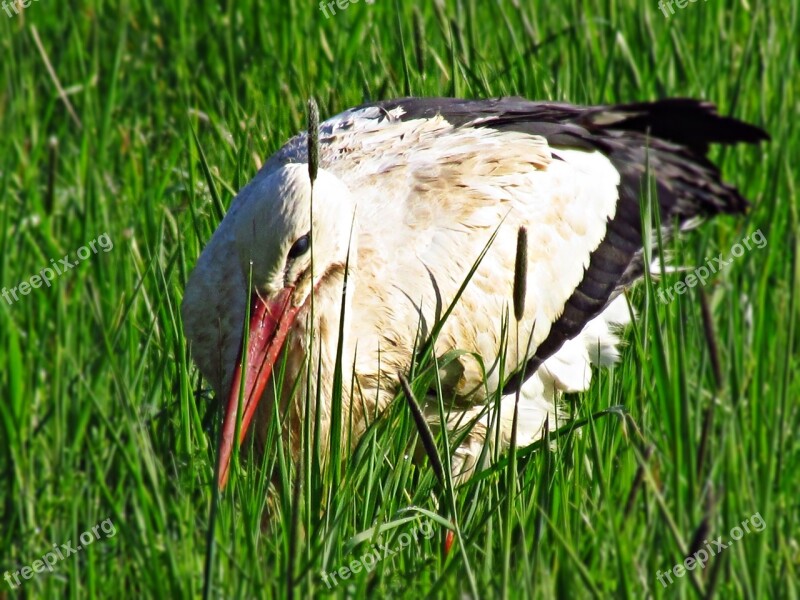 Stork Hiding Grass Tall Grass Is That