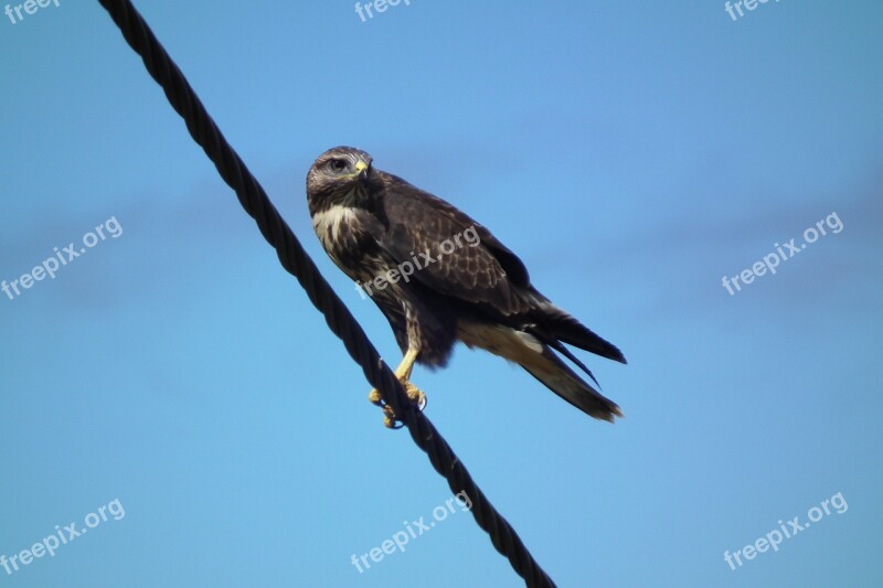 Eagle Bird Prey Sky Paige