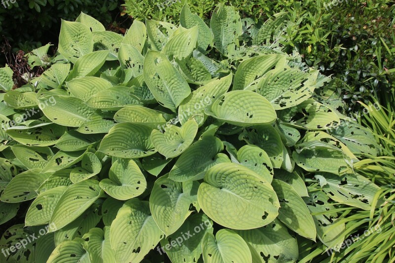 Hosta Slugs Slug Damage Pest Garden