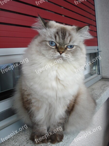 Cat Persian Blue Eyes Good Looking Free Photos