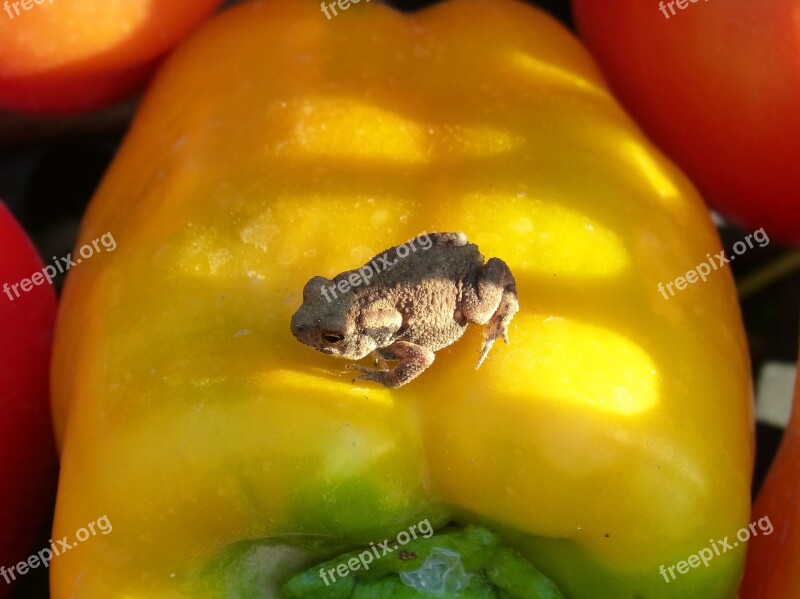 Toad Vegetables Small Bufo Bufo Sapito