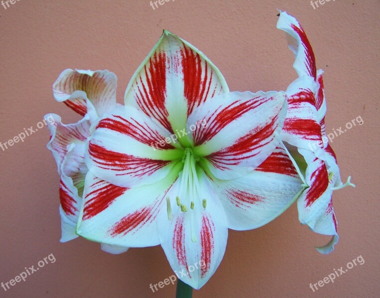 Amaryllis Red-and-white Striped Bulbous Plant Free Photos