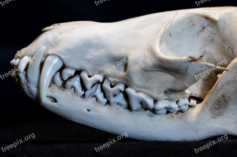 Tooth Teeth Fang Fuchs Head