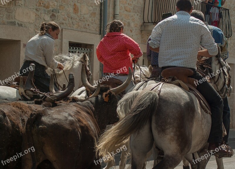 Horses Camargue Gardians Bulls Camargue Race