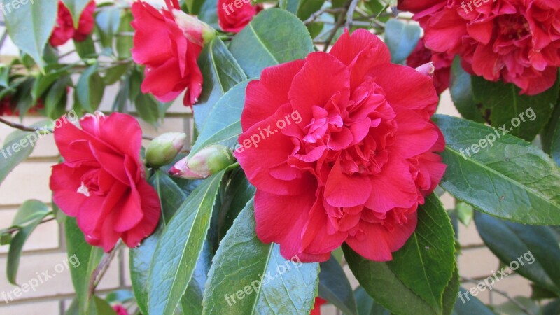 Camellia Red Bloom Free Photos