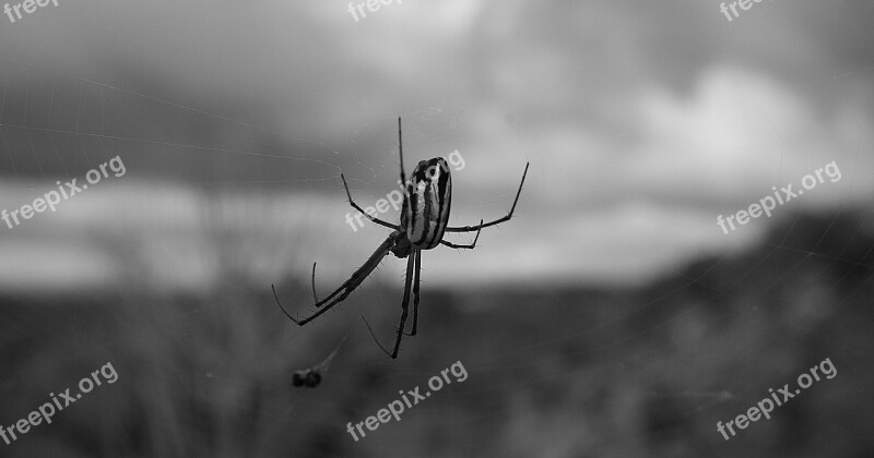 Black And White Insect Spider Web Nature