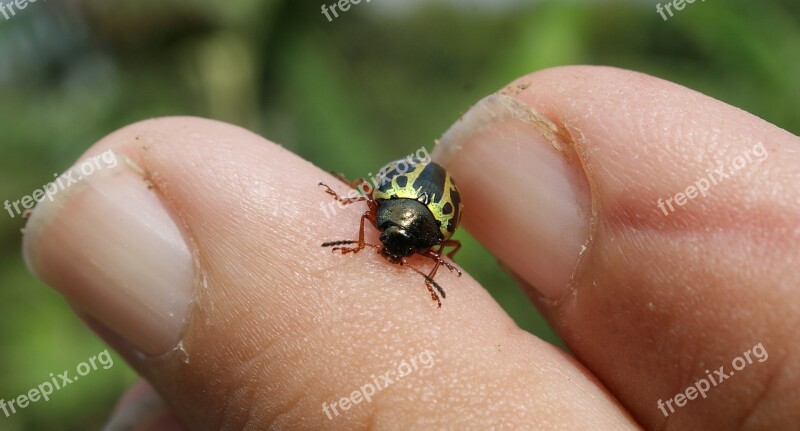 Image Insect Ladybug Fingers Macro