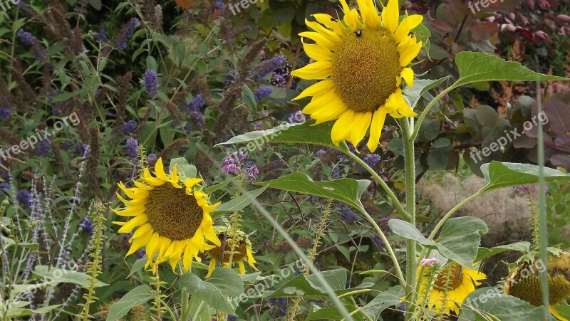 Nature Sunflowers Flowering Yellow Flowers Summer