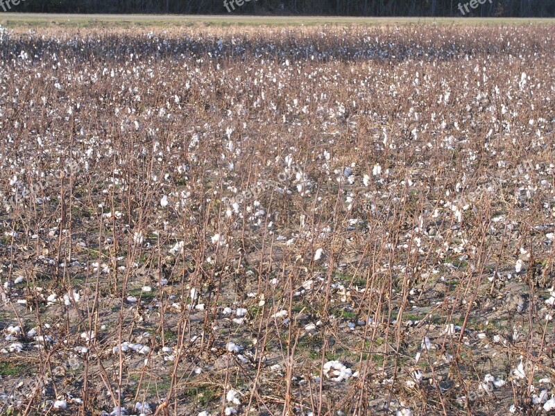 Cotton Crop Plant Agriculture White