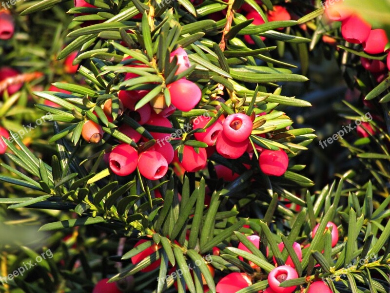 Berries Red Juniper Fruit Plant