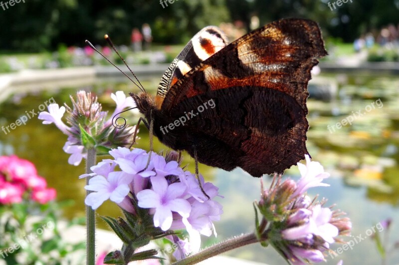 Butterfly Painted Peacock Insect Wings Flower