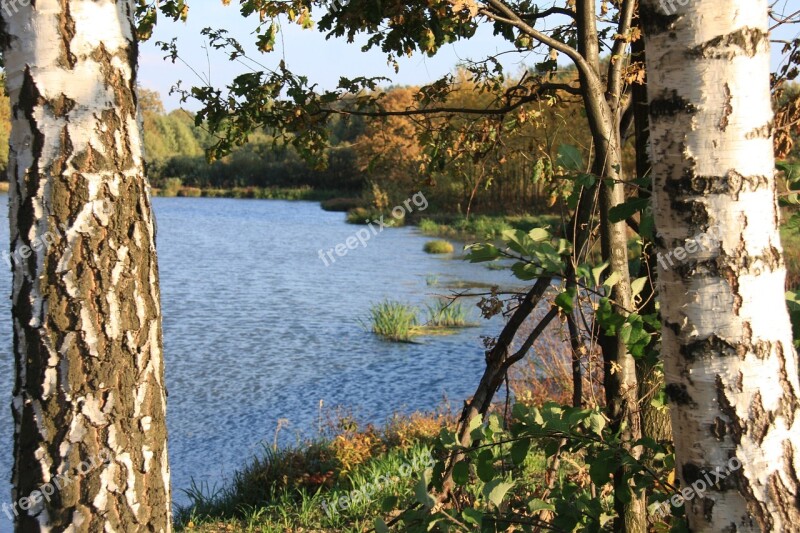 Pond Birch Water Beach Nature