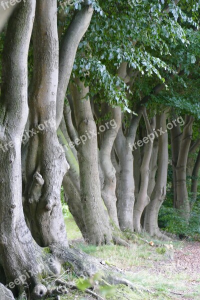 Book Trees Construction Strains Hornbeam