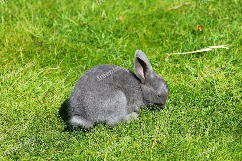 Rabbit Grey Floppy Ear Hare Cute