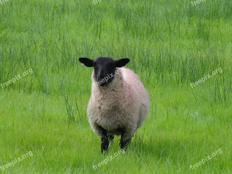 Black Head Sheep Juice Green Alone Ireland