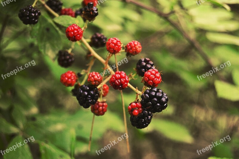 Blackberries Blackberry Zarza Berries Wild