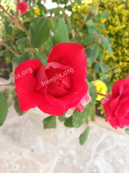 Red Rose Red Garden Red Flower Plant