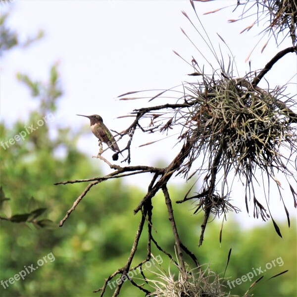 Bird Hummingbird Spanish Moss Tree Wildlife